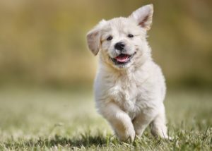 Pet Insurance: Do You Need It?