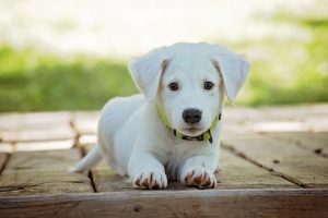 Commonly Misunderstood Myths about Pet Insurance