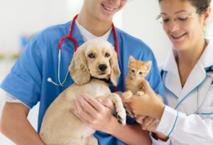 mwe partnership pet insurance myths